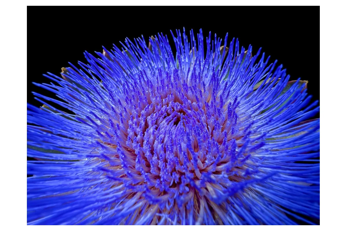 تصویر رسمی اپل؛ نمایشگر بزرگ‌تر و ویدیوی 4K با ۱۲۰ فریم