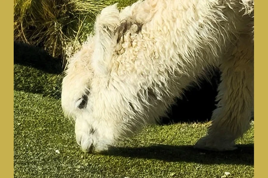 تصویر رسمی سازنده؛ عکس و جزئیات